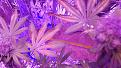 One of the top colas has it on the fan leave and in other places, I moved my light up higher so what could be wrong with her.... Maybe nutrient lock