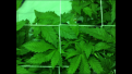 Acid Dough "A" Femanized Ripper seeds. 7 heads. seed to water 6/14.