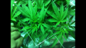 Assumed to be a femanized Sour Diesel "2". 2 heads. seed to water 5/23.