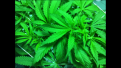 Assumed to be a femanized Sour Diesel "4". 2 heads. seed to water 5/23