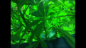 Sour Diesel "4" upskirt