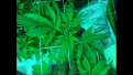 Acid Dough "C" femanized Ripper Seeds. 1 head. seed to water 5/14