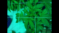 Acid Dough "B" femanized Ripper Seeds. 1 head. seed to water 5/14
