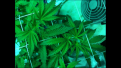 Assumed femanized Blue Dream "2" 2 heads. seed to water 5/23.