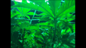 Blue Dream "2" upskirt