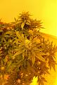 Closer pic of plant