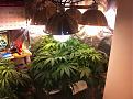 Last grow 220 watts of CFL's