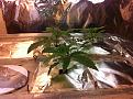 Early stage of current grow. Aluminum foil to block out light.