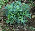 GSC monstercrop