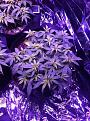 white widow x big bud