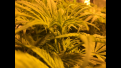 Sour Diesel
