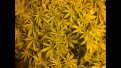 Sour Diesel