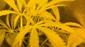 Unknown sativa