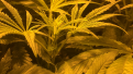 Blue dream
