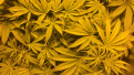 Blue dream