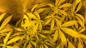 Unknown sativa