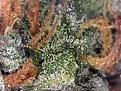 Test Bud