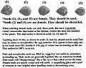 Determine the sex of a cannabis seed...