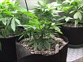 Afghan kush just transplanted(late)  into smart pot from 5x5 who has marbalized leaves. I think that is just her way.