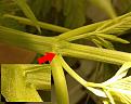 Preflower on the White Poison plant looks more like a horn!