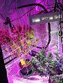 the plant with the amber in the far left. Notice the light intensity of the light on the Right! The one on the left is a Platinum P300 the one in the fore front is a COB fixture. 225w actual