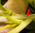 This White Poison plant is a female as well. If you look very close, there are two pistils coming out of this calyx.