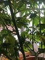 check the small dry leaves