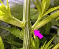 This White Poison plant is a female. The arrow is pointing to a calyx with pistils coming out.