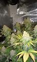 Ready to chop, about a year ago