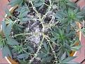 Pineapple Kush BDSM