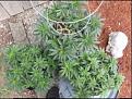 Pineapple Kush (wire) and 2 Papayas