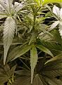 White Poison day 59 from seed close up...