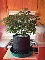 Blue cheese 1