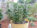 Pineapple Kush