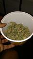 OG Kush after drying - 2.25oz
