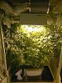 White Poison on day 91 from seed after cutting.