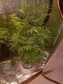 Random seeds.. unknown strain
