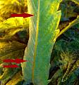 These arrows are pointing to some of the dead spider mites on the underside of a leaf.