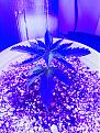 Looks a bit strange under the veg light but seems to have responded well to the transplant/fim