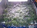 Three full weeks in flower.  Defoliate as needed to expose buds to light.