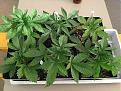 100% germination
