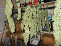 I'm guessing that at weigh in I will have over a pound of bud.