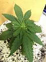 You can see the leaves that were fimmed