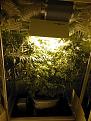 White Poison on day 110 from seed.