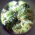 Not much amber in the trichomes in this shot...but lots of cloudy.