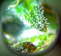 You can see more amber in this picture, especially on the leaf tip that is out of focus down below.