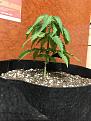 Lots of new growth from nodes