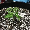 After top and start of lst
