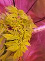 Purple power 26 days old topped 1 time nothing else