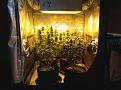 3x3 tent Ak-47 1st grow first tent